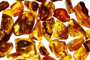 Amber Taşının Özellikleri Amber Taşının Özellikleri