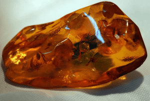 Amber Taşı Nedir? Amber Taşı Nedir?